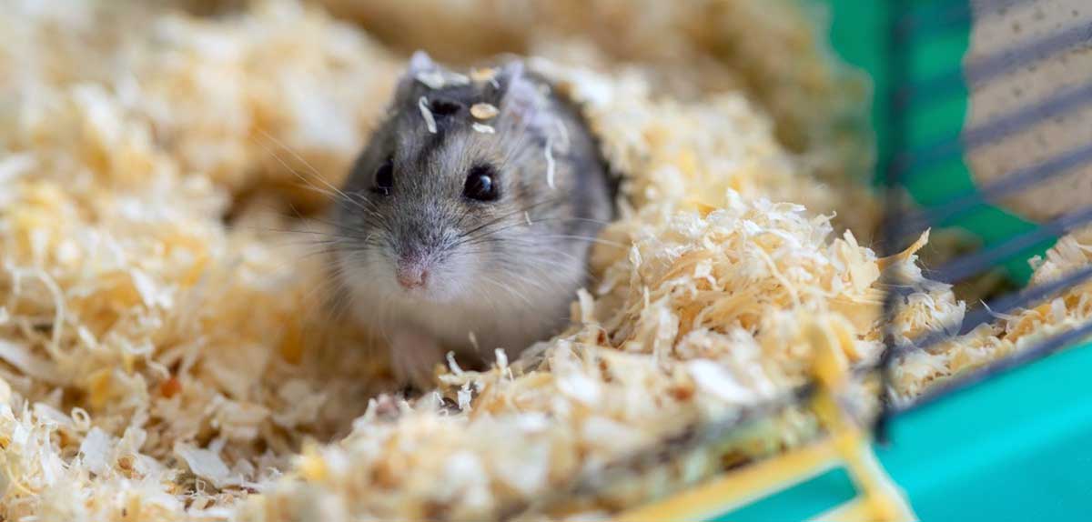 pet hamster in enclosure