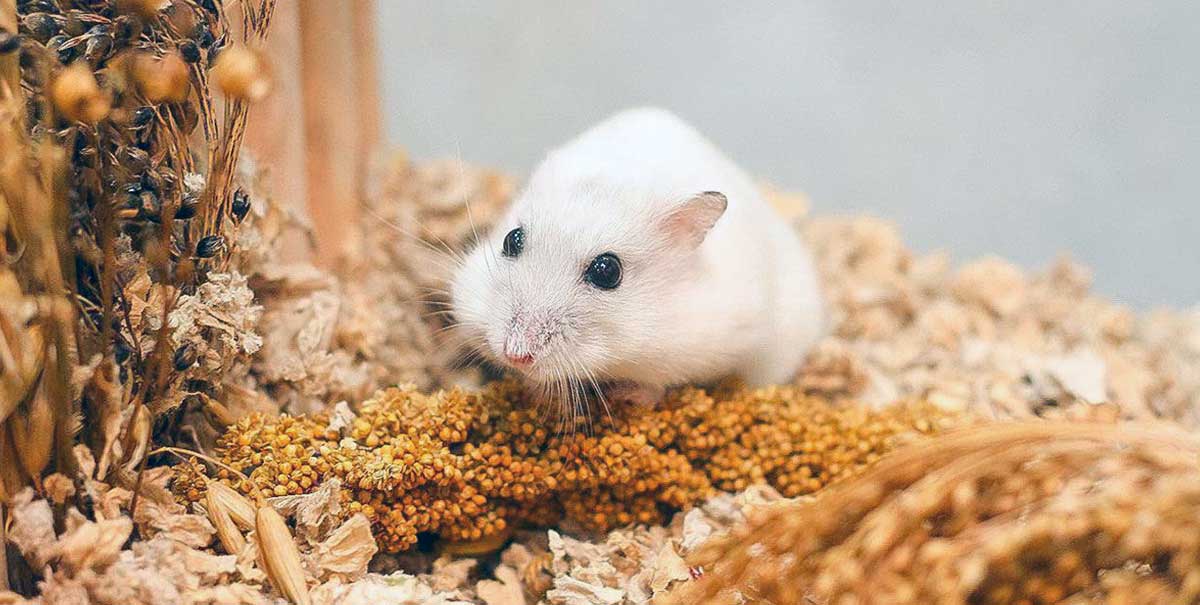 pet hamster white