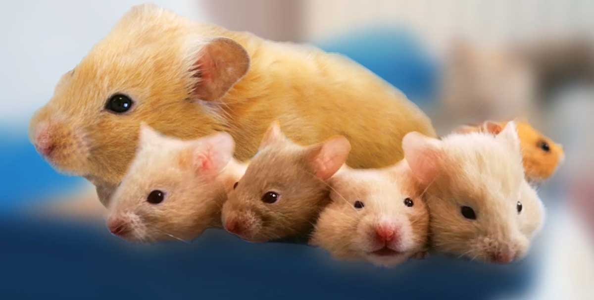 pet hamster with babies