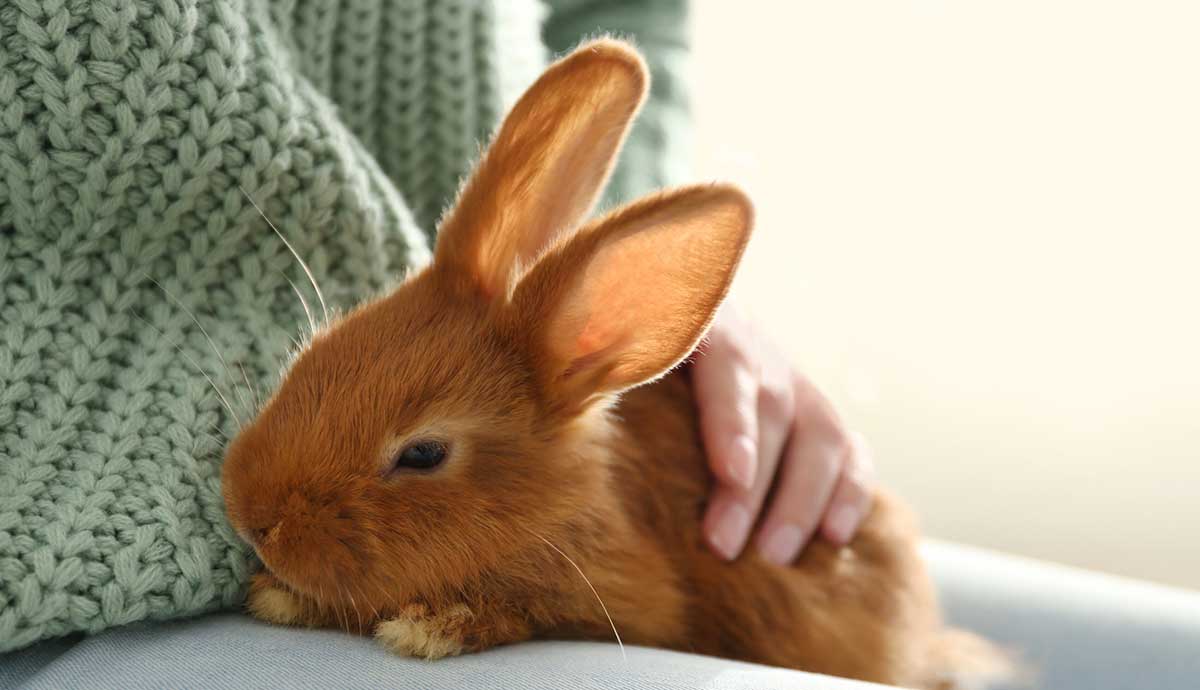 pet rabbit with owner