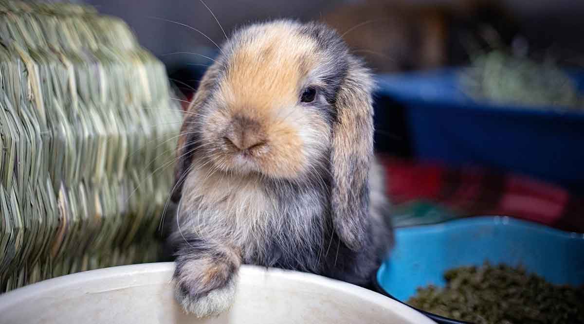 pet rabbit
