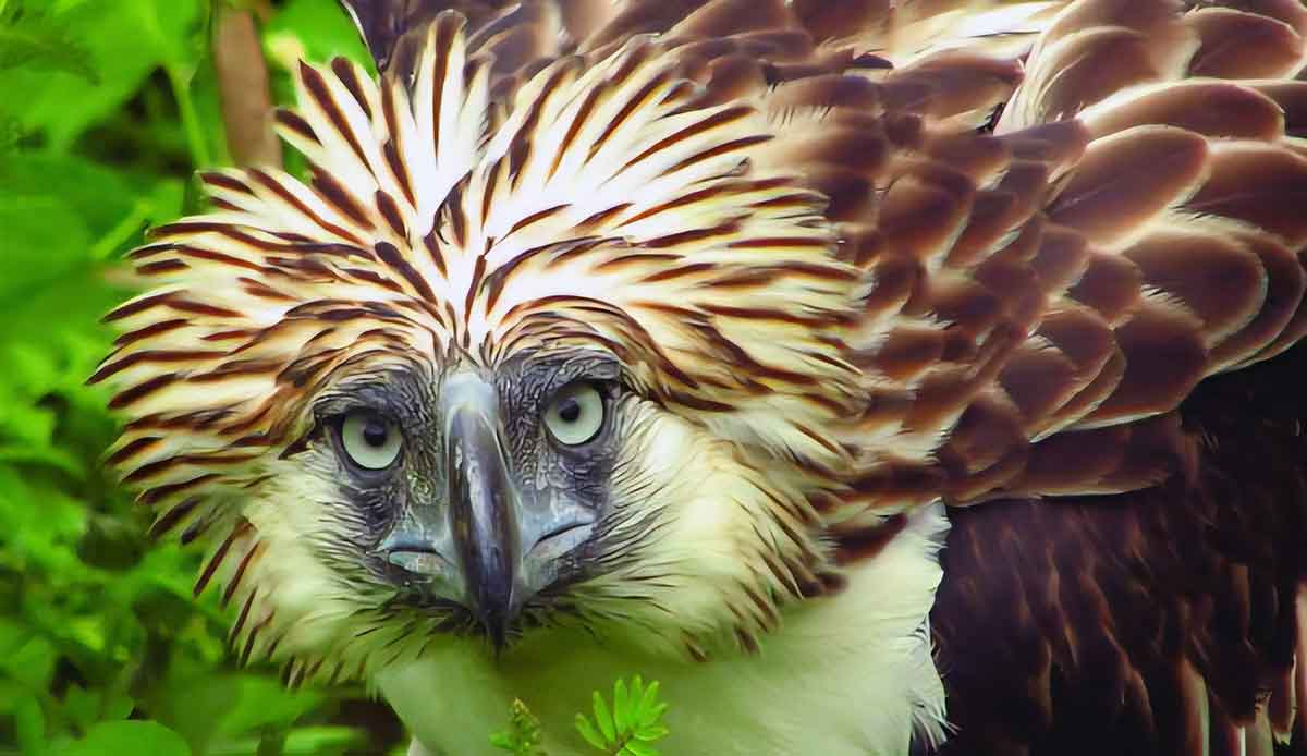 philippine eagle