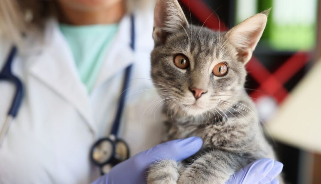 pretty gray tabby held by vet