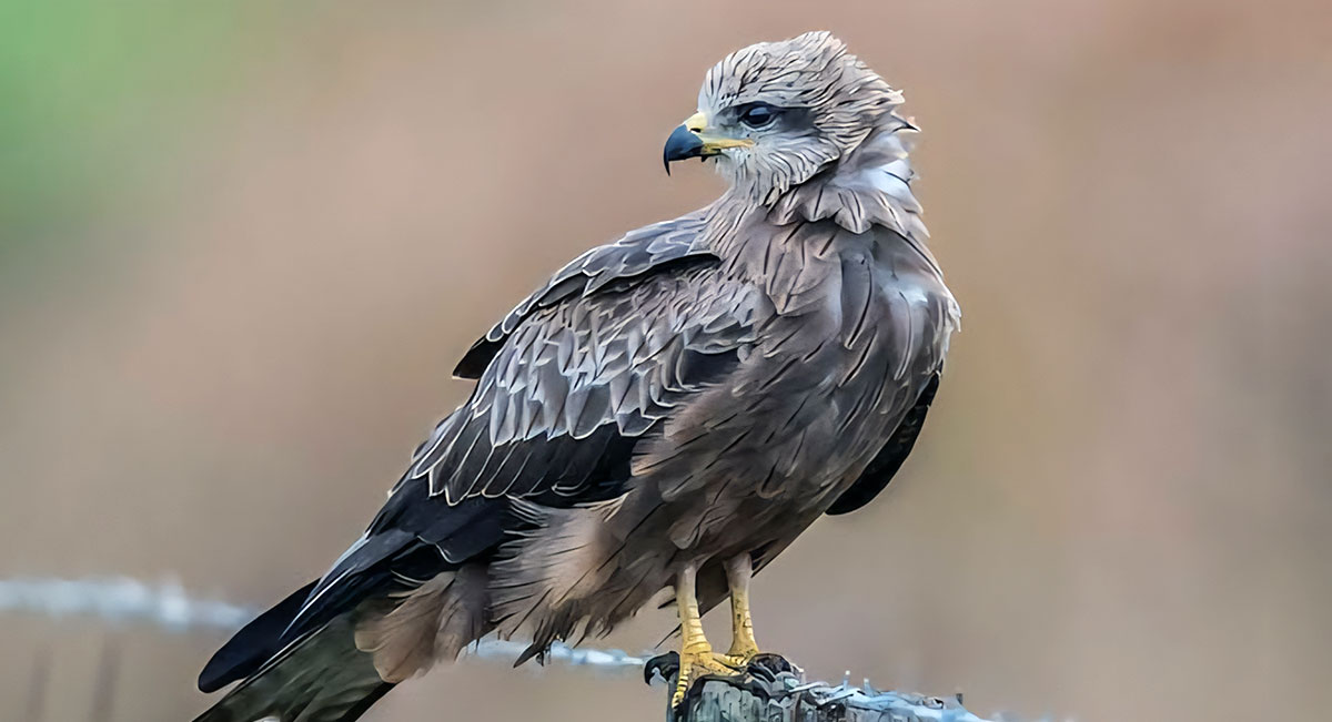 pygmy eagle