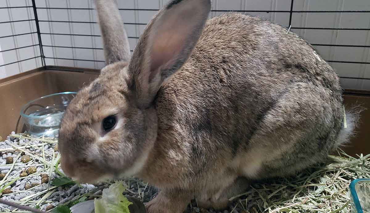 rabbit in cage