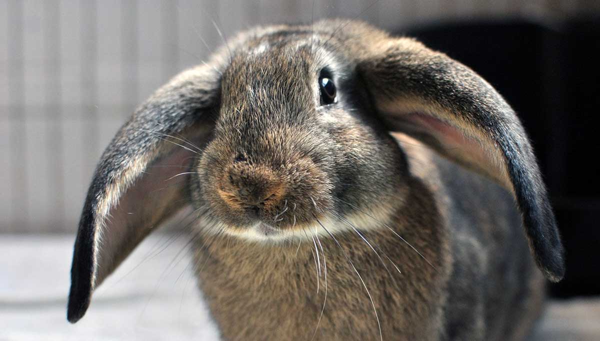 rabbit lop eared looking curious