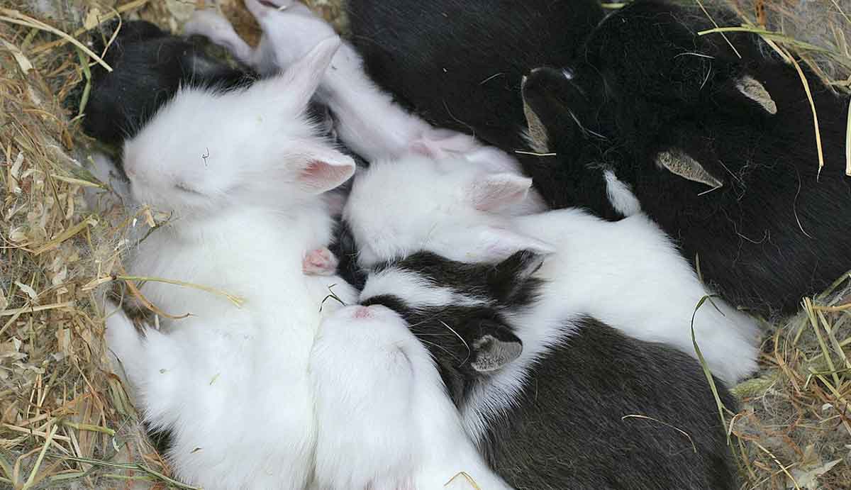 rabbit nest