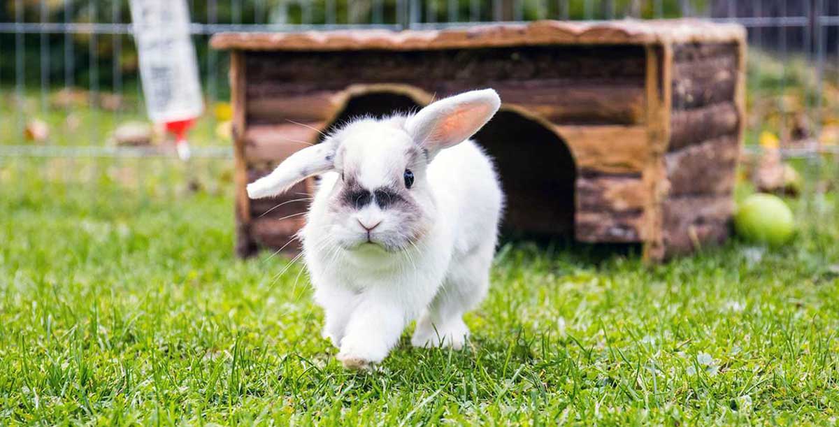 rabbit outdoor hutch
