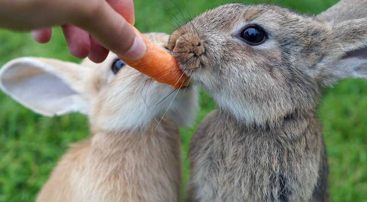 rabbits eating carrot