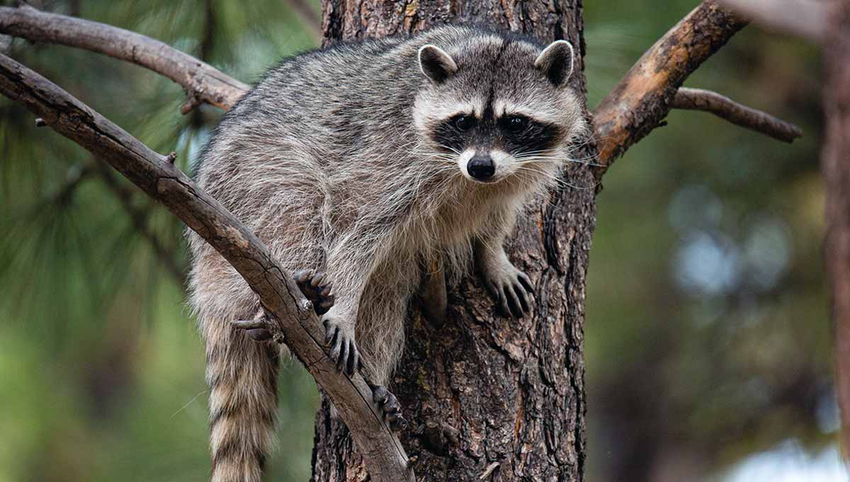 raccoon climbing pine tree