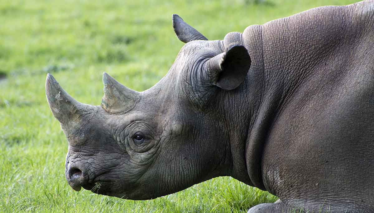 rhinoceros