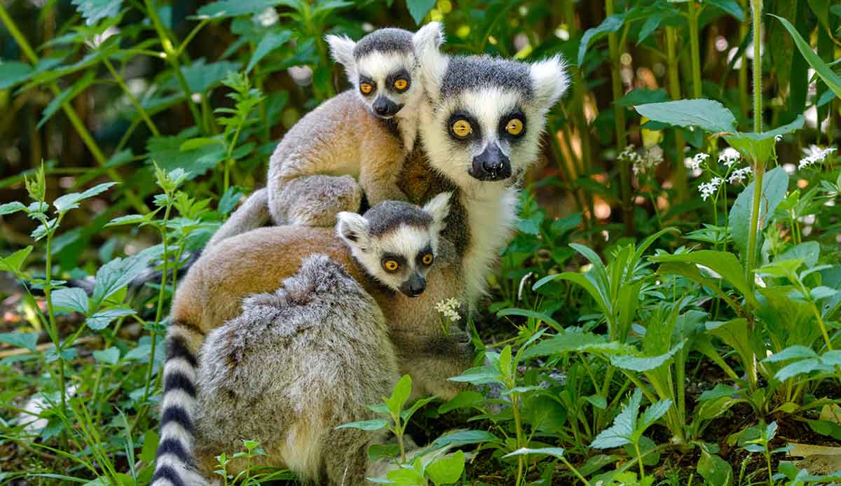 ring tail lemur