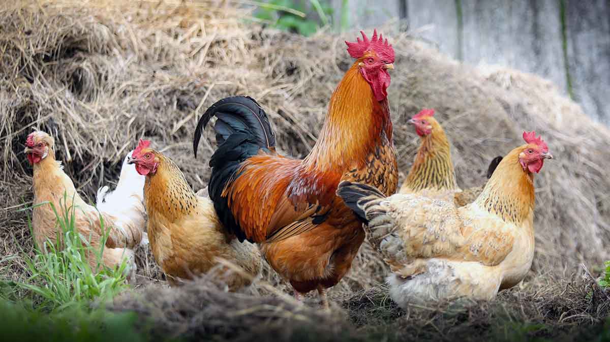 roosters