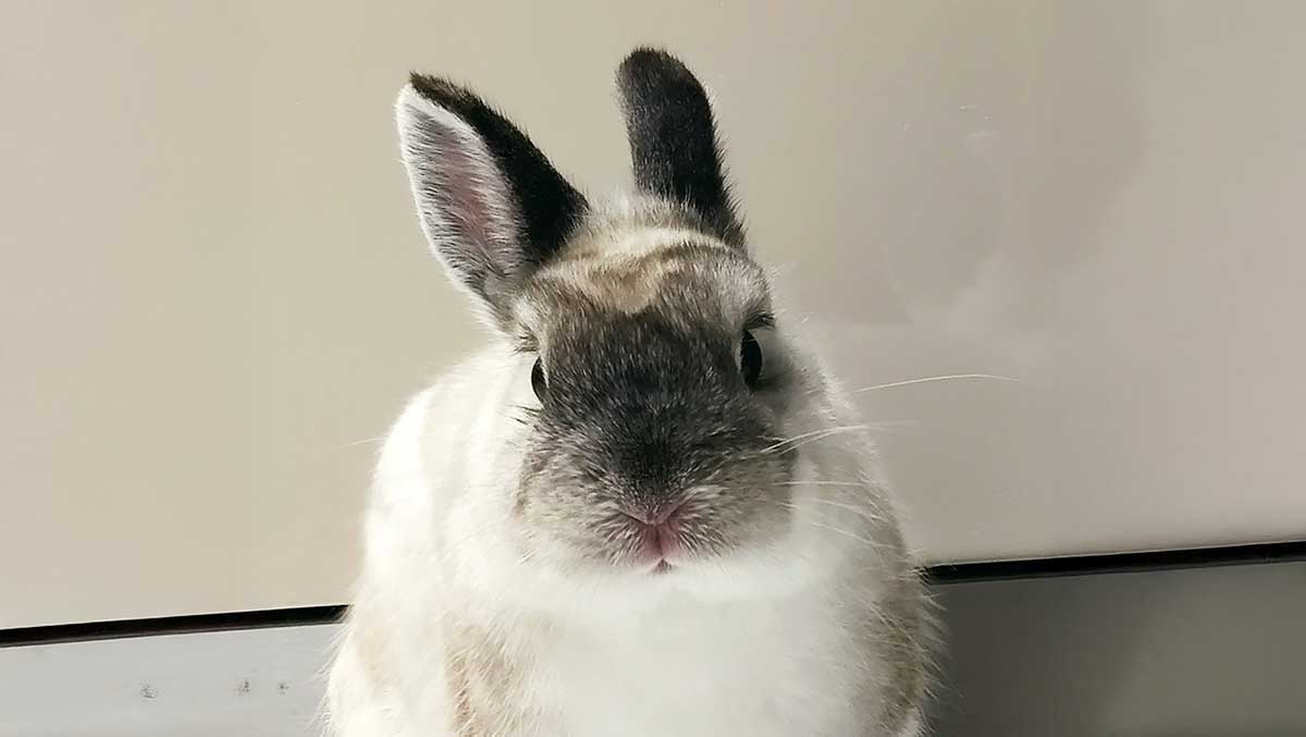 sable dwarf rabbit