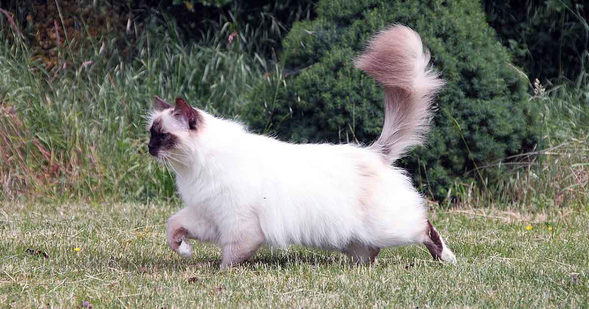 sacred birmancat on grass