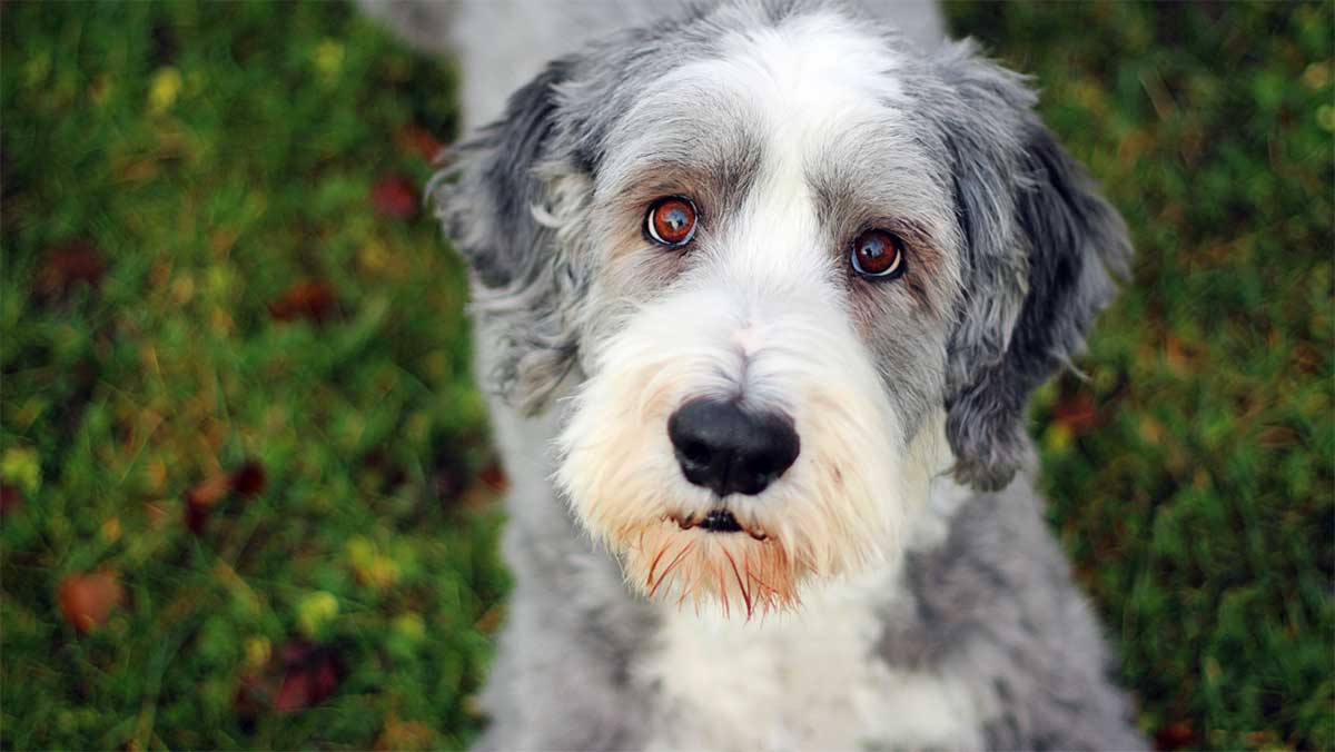 senior bearded collie
