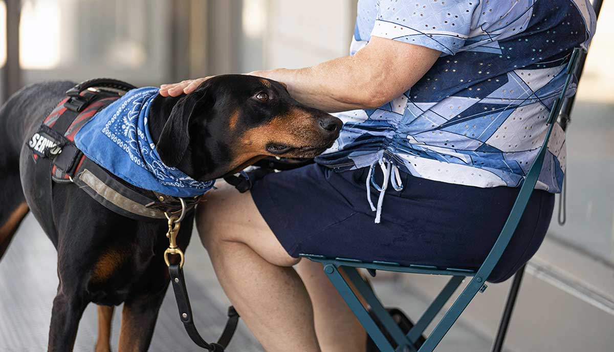 service doberman standing