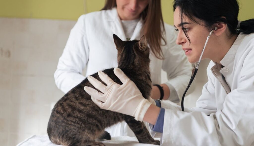 sick cat with vet