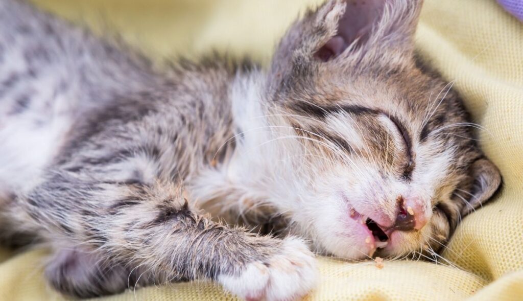 sick kitten resting