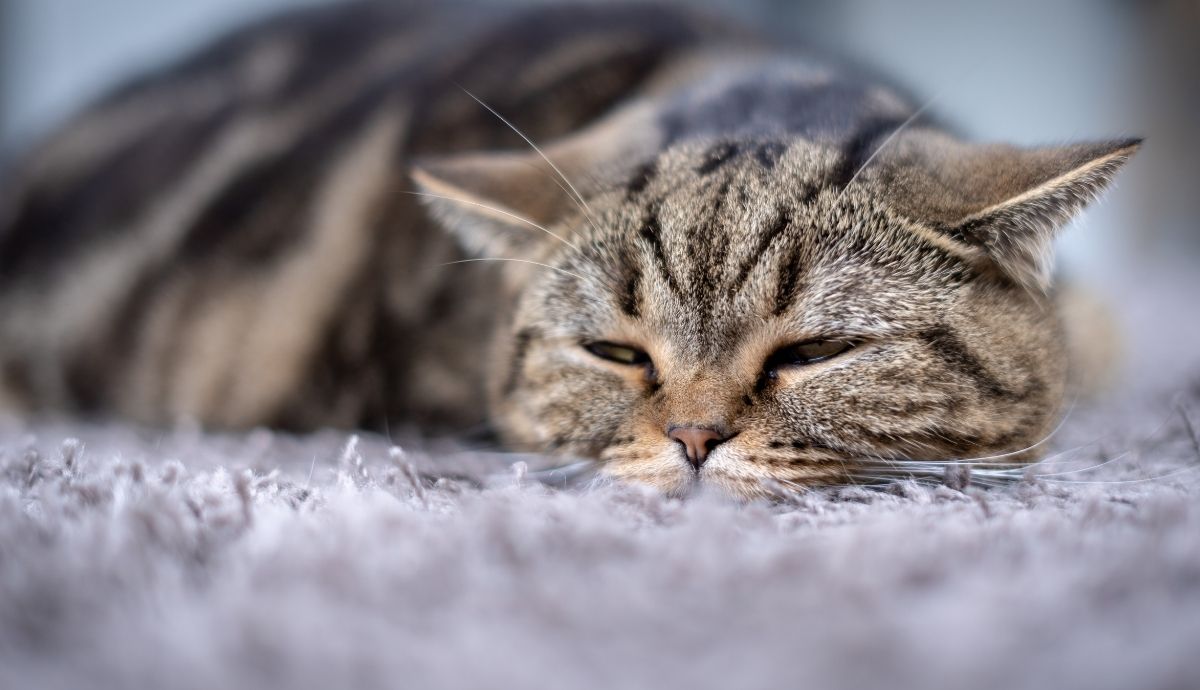 Cat Coughing But No Hairball? What It Means and How to Help
