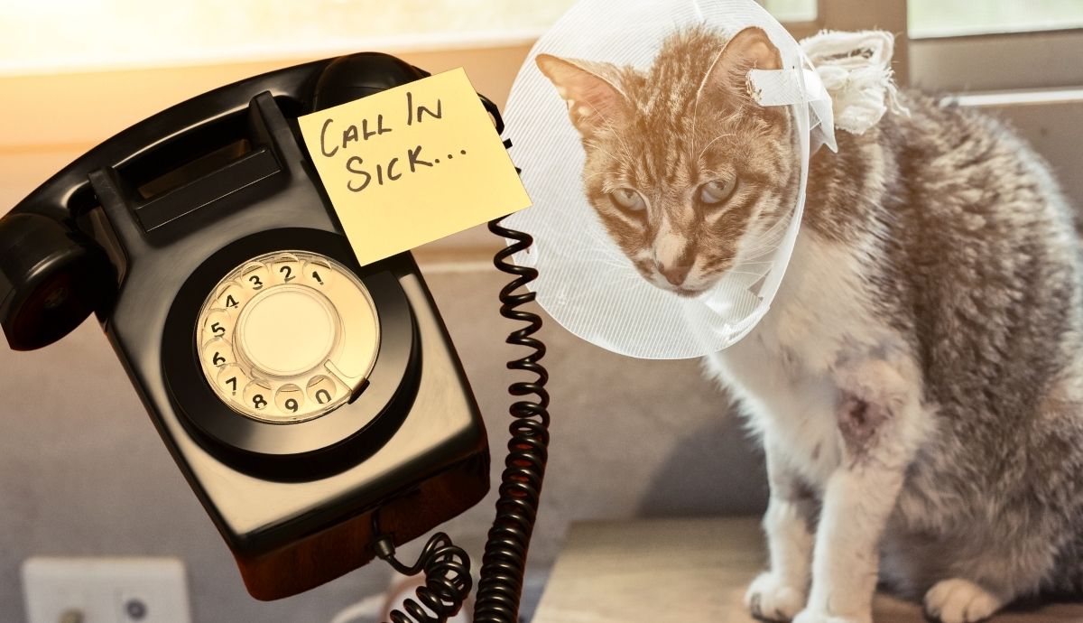 Can Cats Get Kennel Cough? Causes, Symptoms, and Treatment