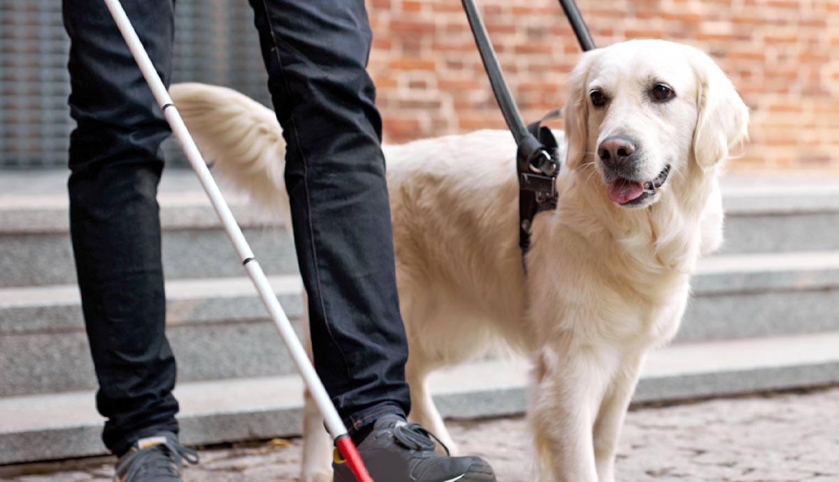 signs your dog might make great service dog