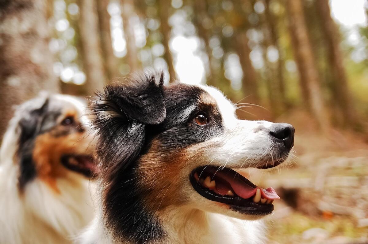 Two Miniature American Shepherds in the forest