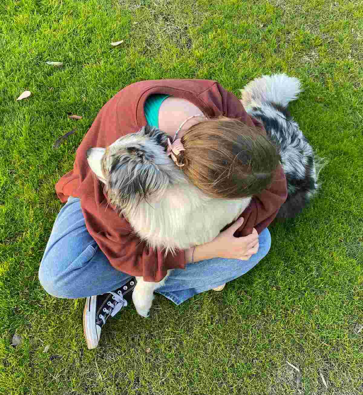 A girl hugs a Miniature American Shepherd