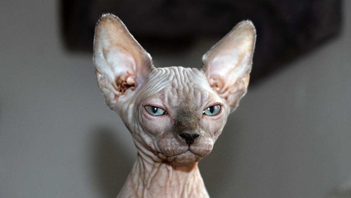 sphynx cat