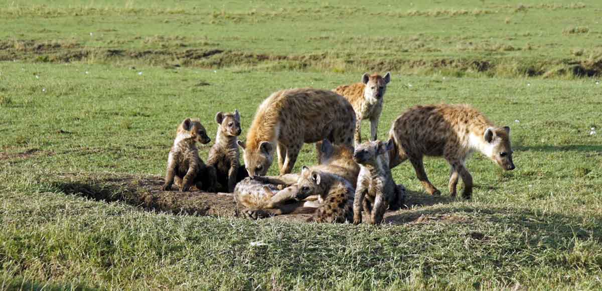 spotted hyenas