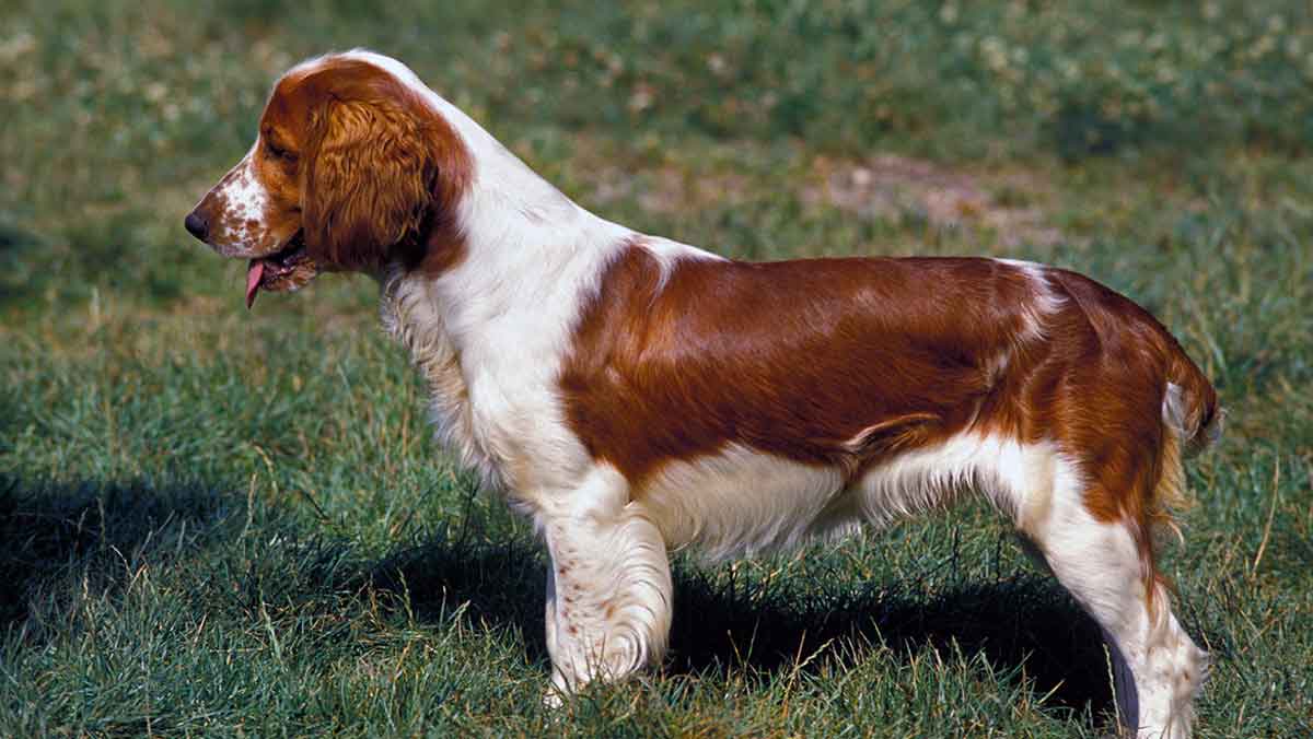 stacked welshie puppy