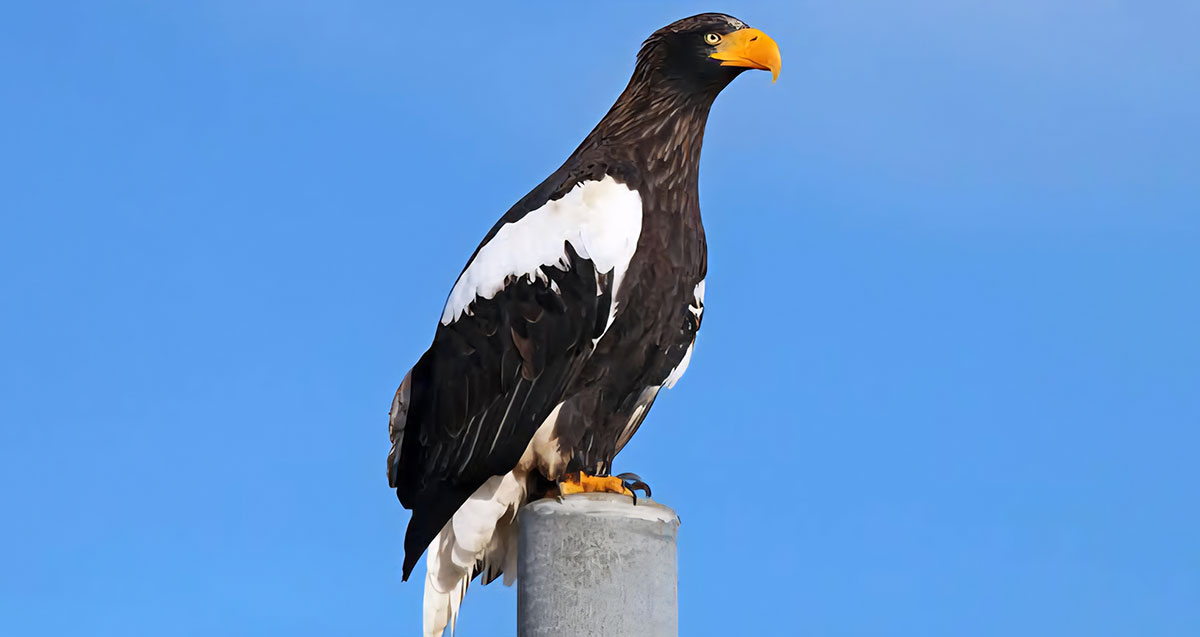 stellers sea eagle