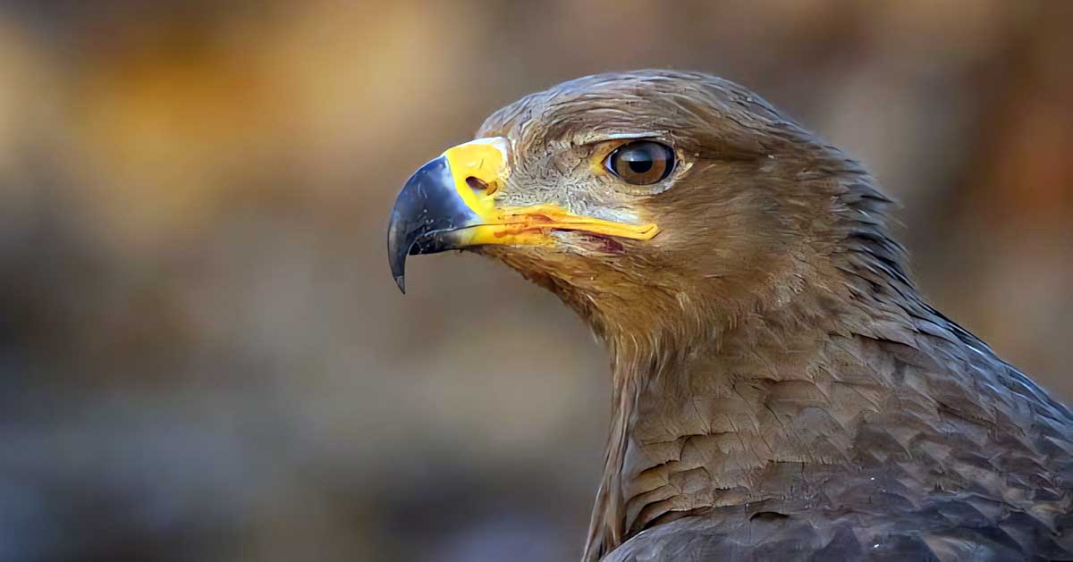 steppe eagle