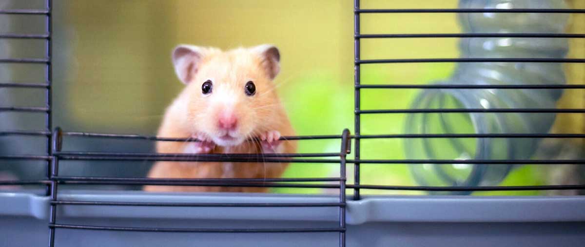 syrian hamster