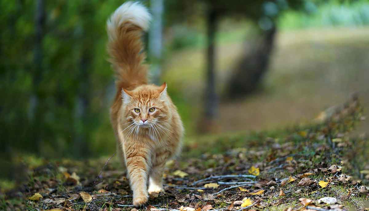 tabby outdoor cat