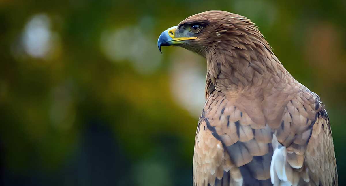 tawny eagle