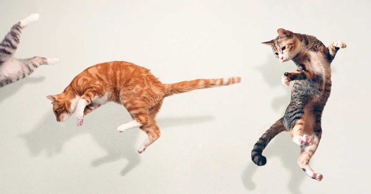 three cats jumping