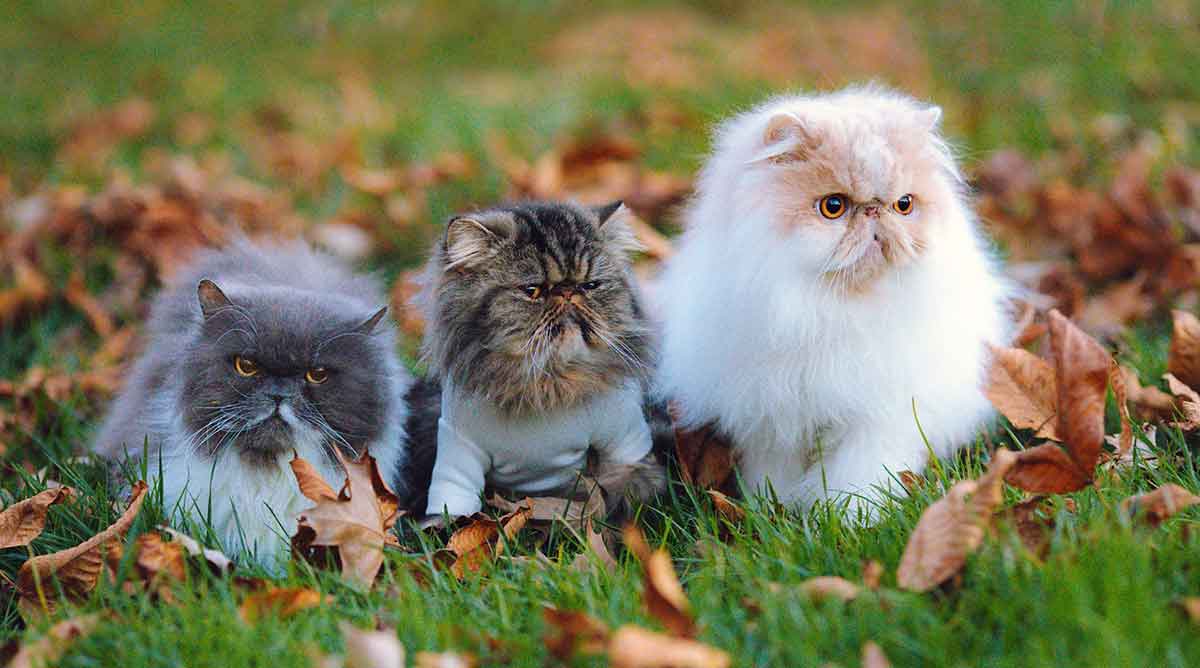 three long haired cats sitting on grass