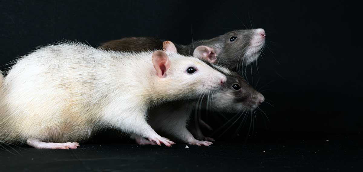 three rats
