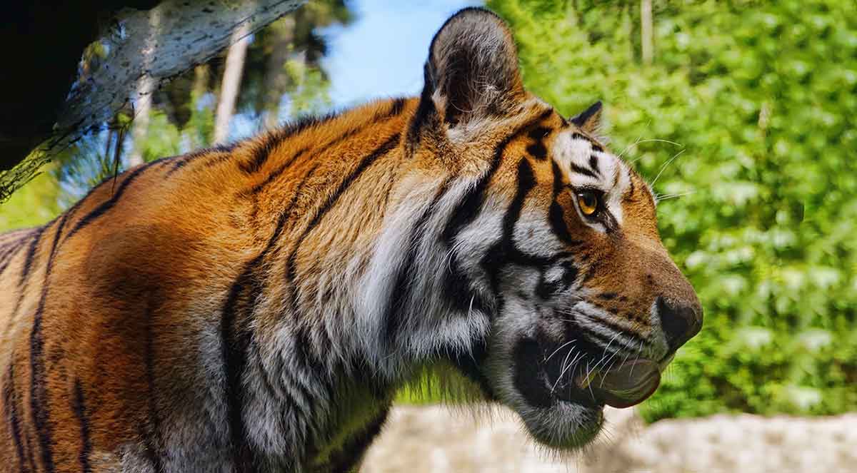 tiger up close