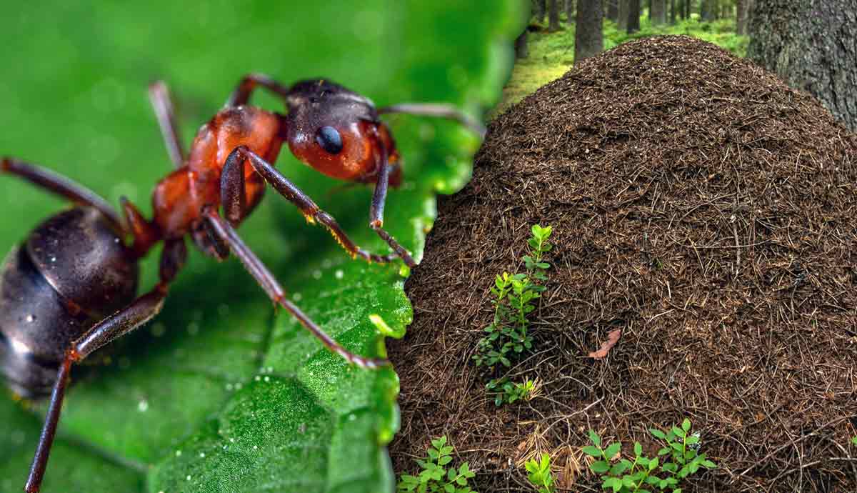 tips on setting up ant farm