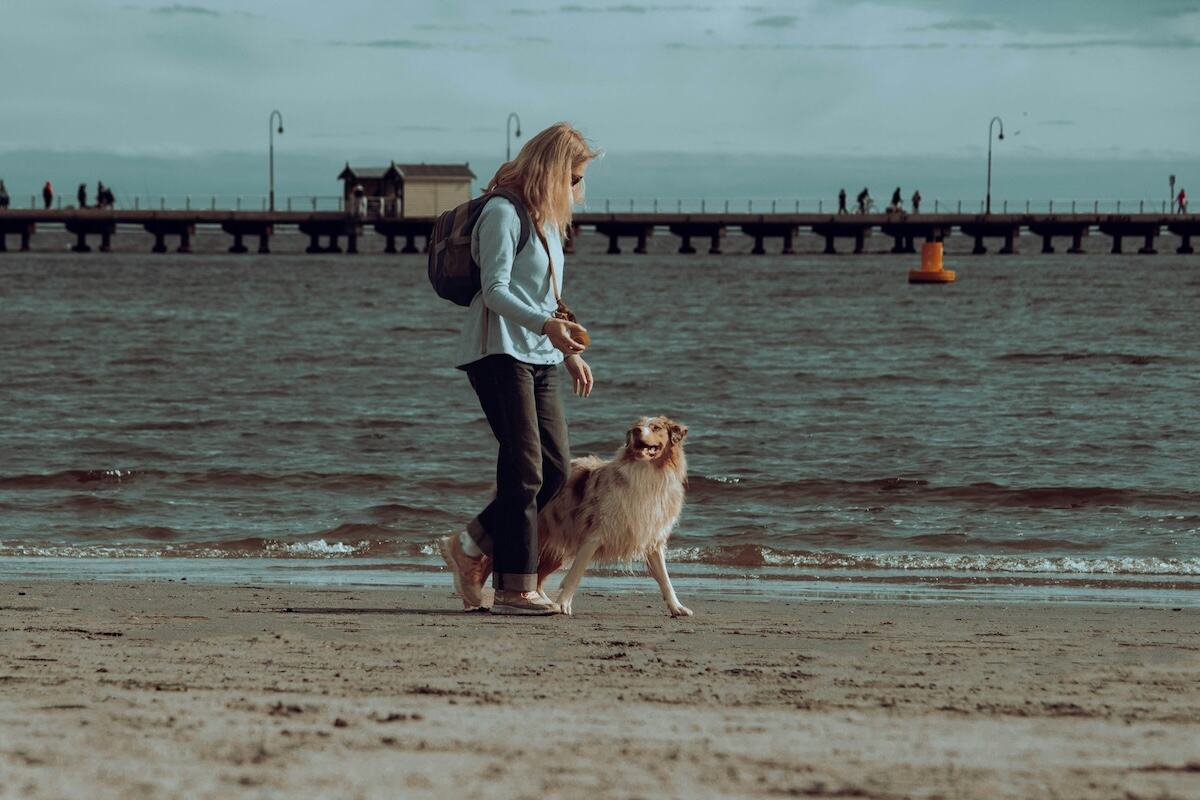 A woman walks her Miniature American Shepherd on the beach