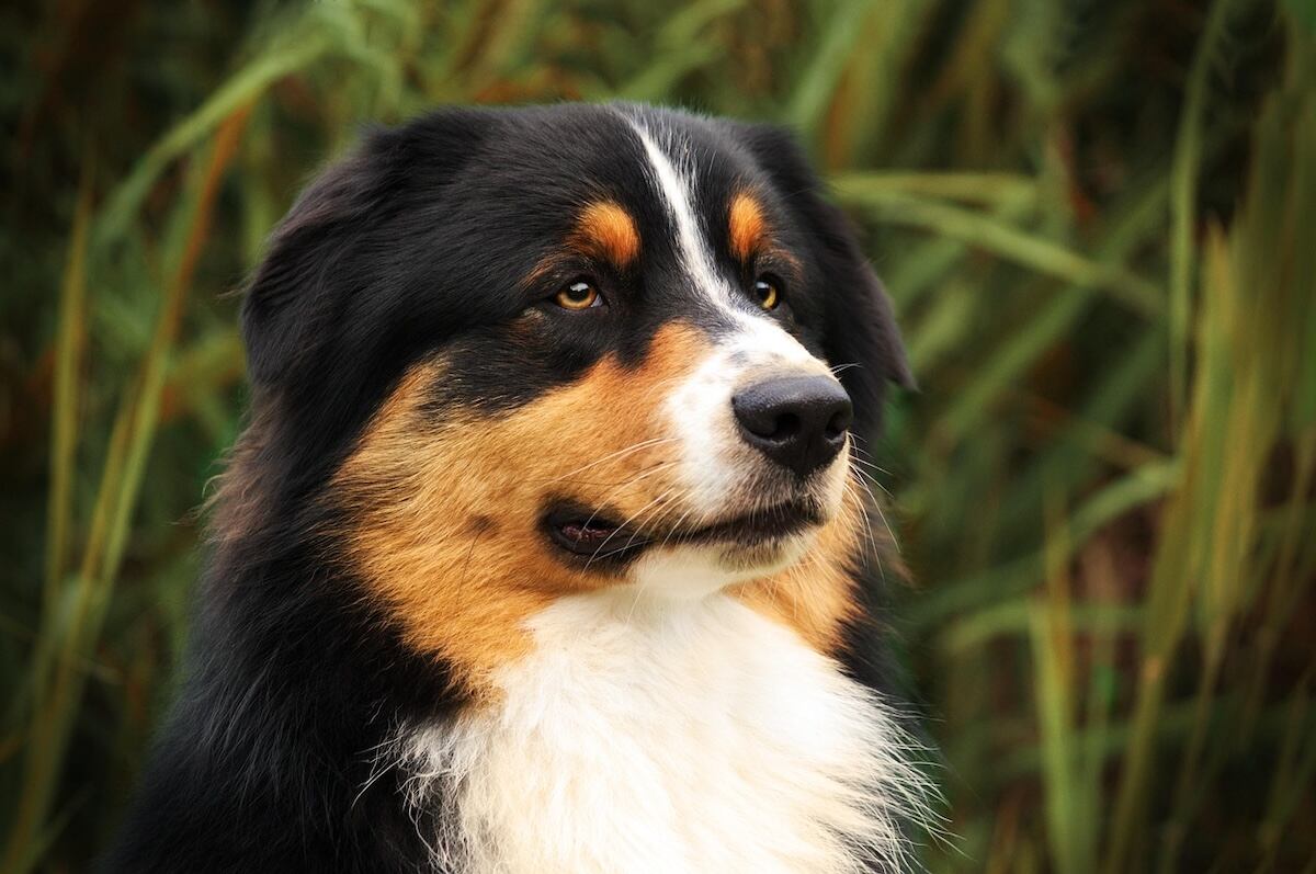 A regal looking Miniature American Shepherd