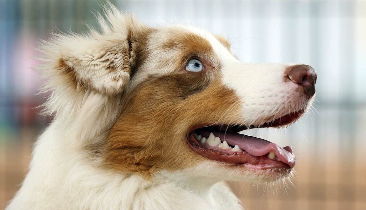 Training Your Miniature American Shepherd: 10 Essential Tips and Tricks