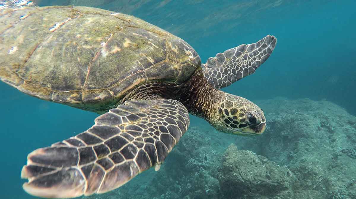 turtle underwater