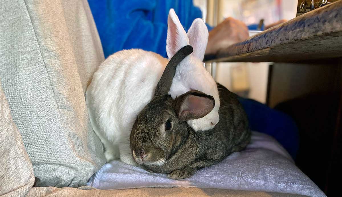 two rabbits sofa