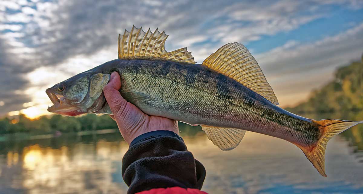walleye fishing pose
