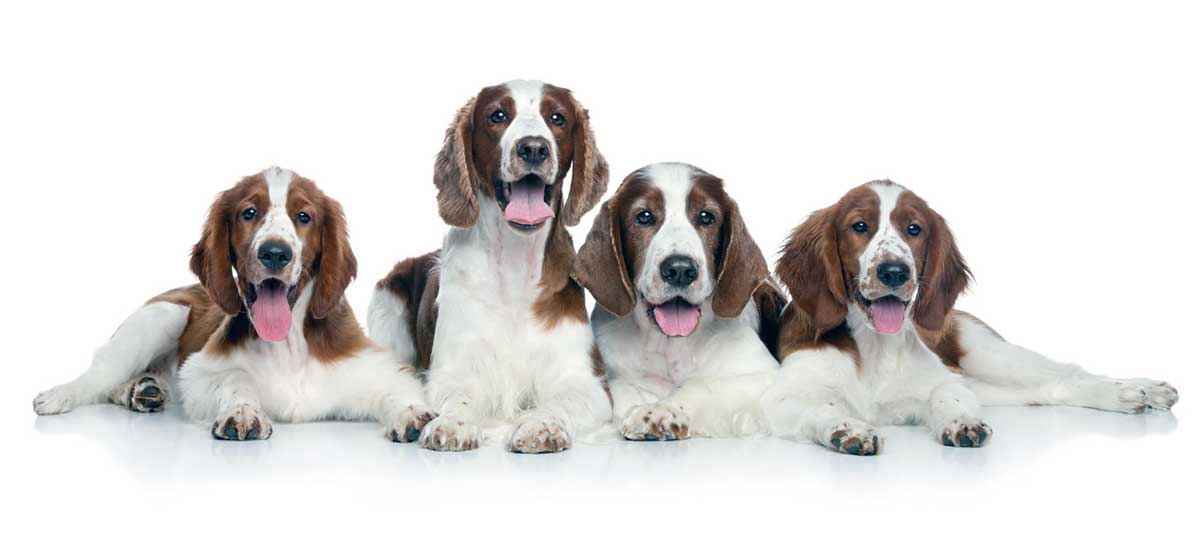 welshie family