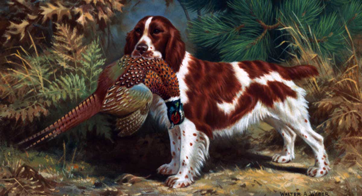 welshie pheasant painting