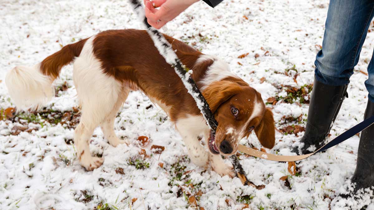 welshie puppy biting leash